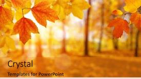  Presentation with nature sun trees - Theme featuring sun and blurred trees fall background and a gold colored foreground