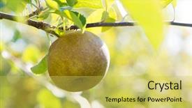  Presentation with orchard - Slides with sunshine vitamin - sun beaming through an orchard background and a yellow colored foreground