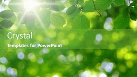  Presentation with green foliage - Amazing slide set having sun-beams-and-green-leaves backdrop and a seafoam green colored foreground