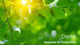  Presentation with green foliage - Cool new presentation with sun beams and green leaves backdrop and a forest green colored foreground