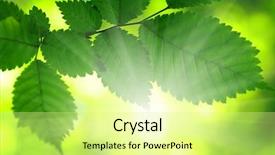  Presentation with green-leaves - Amazing PPT theme having sun beams and green leaves backdrop and a  colored foreground