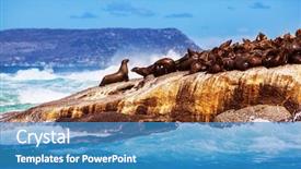  Presentation with aquatic animals - Cool new slide set with sun beautiful wild animals backdrop and a teal colored foreground