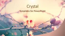  Presentation with beautiful spring flowers - Presentation having sun beauty backdrop art background and a cream colored foreground
