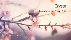  Presentation with beautiful spring flowers - Audience pleasing slides consisting of sun beauty backdrop art backdrop and a lemonade colored foreground