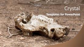  Presentation with bleached - Slide deck with sun-bleached-skull background and a violet colored foreground