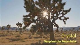  Presentation with joshua tree national park - PPT theme having sun-breaks-through-the-branches background and a tawny brown colored foreground