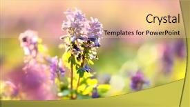  Presentation with spring photo album - Amazing slide deck having sun burst - spring flower meadow soft photo backdrop and a lemonade colored foreground