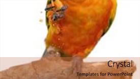  Presentation with cracker - PPT theme with sun conure eating a cracker snack with extreme depth of field sharp focus on the eyes background and a red colored foreground