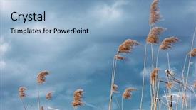  Presentation with sky sun - Colorful theme enhanced with sun-dried-yellow-dead-reed backdrop and a light blue colored foreground