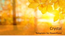  Presentation with fall leaves - Presentation having sun fall blurred background background and a gold colored foreground