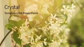  Presentation with vine - PPT layouts featuring sun flare through flowering vine and white picket fence background and a yellow colored foreground