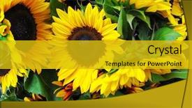  Presentation with beautiful fresh leaves water drops - PPT theme featuring sun flower field - beautiful fresh yellow sunflower background and a  colored foreground