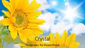  Presentation with blue sky - Amazing presentation theme having sun flower field - sunflower against blue sky backdrop and a gold colored foreground