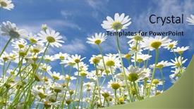  Presentation with blue sky - Audience pleasing slide deck consisting of sun flower field - white daisies on blue sky backdrop and a teal colored foreground