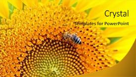  Presentation with bee - Presentation theme enhanced with sun-flowers and bee background and a light gray colored foreground