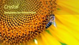  Presentation with bee - Slides consisting of sun-flowers and bee background and a gold colored foreground