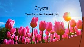  Presentation with pink sky - PPT theme with sun from low vantage point background and a light blue colored foreground