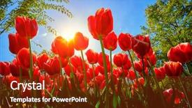  Presentation with blue and red dice - Colorful slide set enhanced with sun from low vantage point backdrop and a tawny brown colored foreground