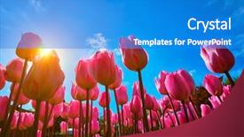  Presentation with pink sky - Theme with sun from low vantage point background and a teal colored foreground