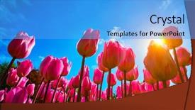  Presentation with pink blue - Presentation with sun from low vantage point background and a light blue colored foreground