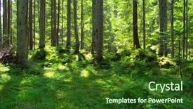  Presentation with green forest morning - Colorful slide set enhanced with sun in the green forest backdrop and a  colored foreground