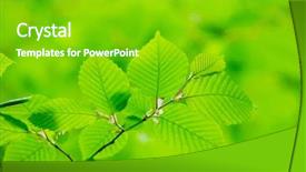  Presentation with green forest morning - Colorful slide set enhanced with sun in the green forest backdrop and a shamrock green colored foreground