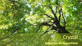  Presentation with green forest morning - PPT theme with sun in the green forest background and a tawny brown colored foreground