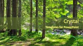  Presentation with green forest morning - Audience pleasing PPT layouts consisting of sun in the green forest backdrop and a  colored foreground