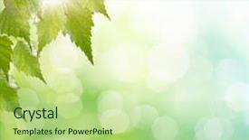  Presentation with focus - Beautiful slide deck featuring sun leaf - natural green background with selective backdrop and a mint green colored foreground