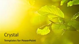  Presentation with light rays - Cool new PPT theme with orthodontic doctor examine teeth and gums of jaw dental concept backdrop and a coral colored foreground