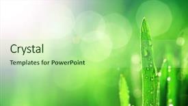  Presentation with water leaf - Cool new PPT layouts with sun leaf - water drop shine backdrop and a mint green colored foreground