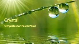  Presentation with dew - PPT theme featuring sun life - fresh grass with dew drops background and a tawny brown colored foreground