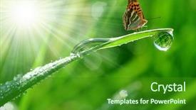  Presentation with dew - PPT theme consisting of sun life - fresh morning dew and butterfly background and a forest green colored foreground