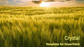  Presentation with colorful green corn field - PPT theme consisting of sun over green wheat field background and a  colored foreground