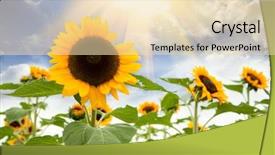  Presentation with sun rising over north america - Presentation theme having sun over the sunflower field background and a lemonade colored foreground