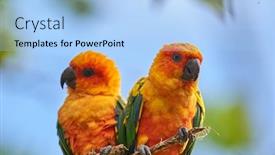  Presentation with yellow orange - Audience pleasing presentation design consisting of sun-parakeet-beautiful-colours backdrop and a light blue colored foreground