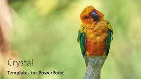  Presentation with yellow orange - Slides with sun-parakeet-beautiful-colours background and a mint green colored foreground