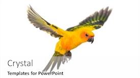  Presentation with bird - Slides having sun-parakeet-bird-aratinga-solstitialis background and a white colored foreground