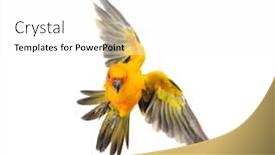  Presentation with bird - PPT theme with sun-parakeet-bird-aratinga-solstitialis background and a white colored foreground