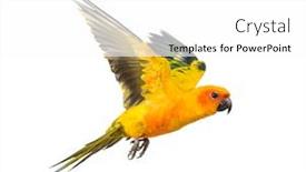  Presentation with bird - Beautiful slides featuring sun-parakeet-bird-aratinga-solstitialis backdrop and a white colored foreground
