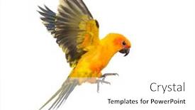  Presentation with bird - Cool new PPT theme with sun-parakeet-bird-aratinga-solstitialis backdrop and a white colored foreground