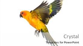  Presentation with bird - Colorful slide set enhanced with sun-parakeet-bird-aratinga-solstitialis backdrop and a white colored foreground