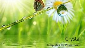  Presentation with dew - Amazing PPT layouts having sun rain - fresh morning dew and butterfly backdrop and a yellow colored foreground