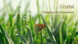  Presentation with dew - Audience pleasing slide deck consisting of sun rain - fresh morning dew and butterfly backdrop and a soft green colored foreground