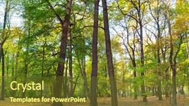  Presentation with dark forest landscape - Theme consisting of sun rays light brown - forest view forest landscape background and a tawny brown colored foreground