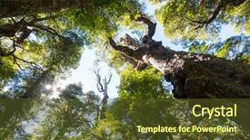  Presentation with summer time - Slides with sun rays light brown - summer forest at sunrise time background and a tawny brown colored foreground