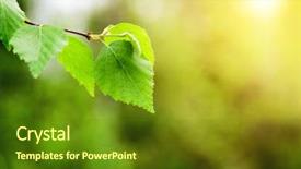  Presentation with sun rise - Slide deck with sun rise tree - leaves of birch in deep background and a tawny brown colored foreground