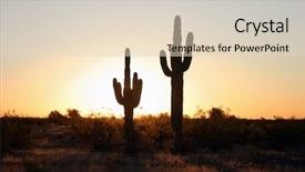  Presentation with saguaro - Beautiful slide set featuring sun set - classic saguaro cactus backdrop and a lemonade colored foreground