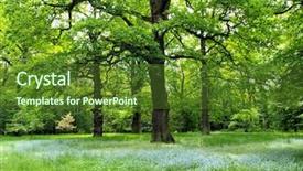  Presentation with forest school - Presentation theme having sun set background - magic forest background and a  colored foreground