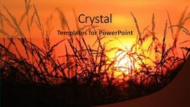  Presentation with tall - Colorful PPT theme enhanced with sun set looking through tall grass backdrop and a gold colored foreground